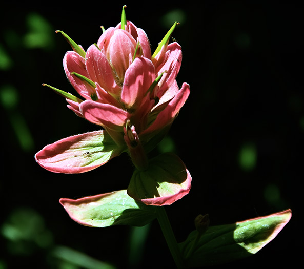 sunlit paintbrush